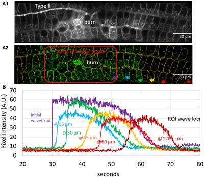 Damage-evoked signals in cochlear neurons and supporting cells